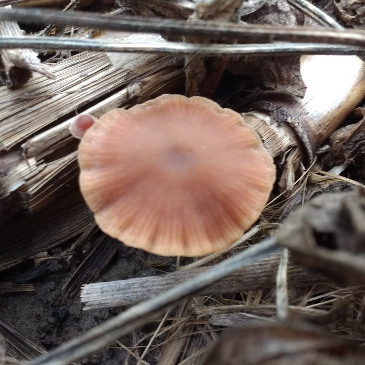 PaulCaplette's tweet photo. Ce n'est pas les champignons qui manquent.
#sol #vivants #agriculture #semidirect https://t.co/DqSKDT0dmw