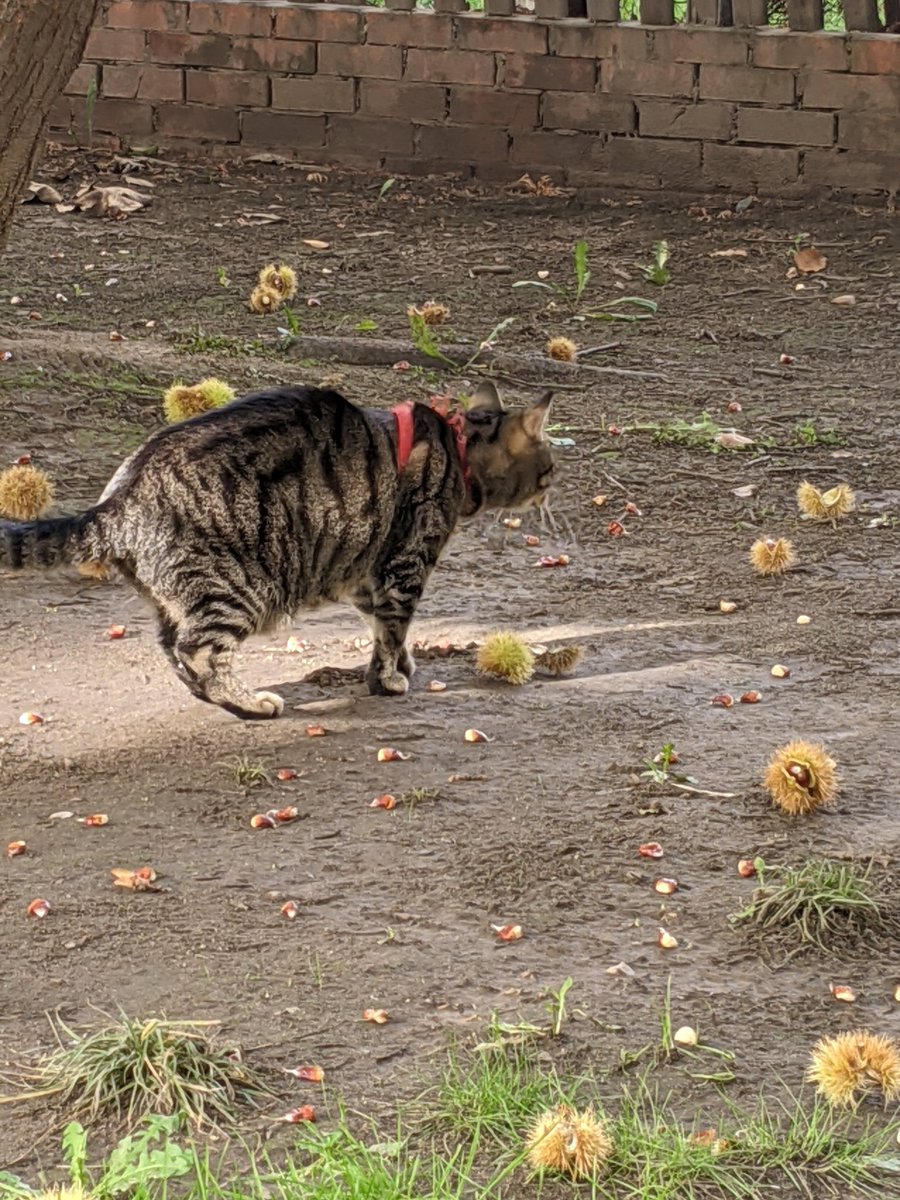 LBackyards's tweet photo. There's things falling from the sky ���🙀🙀

They're poky and stingy!

What are these?

Smells funky ...

#cats 
#caturday https://t.co/FlfDQzROyK