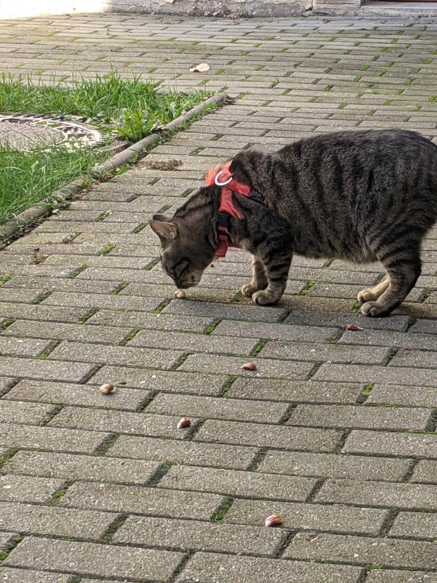 LBackyards's tweet photo. There's things falling from the sky ���🙀🙀

They're poky and stingy!

What are these?

Smells funky ...

#cats 
#caturday https://t.co/FlfDQzROyK