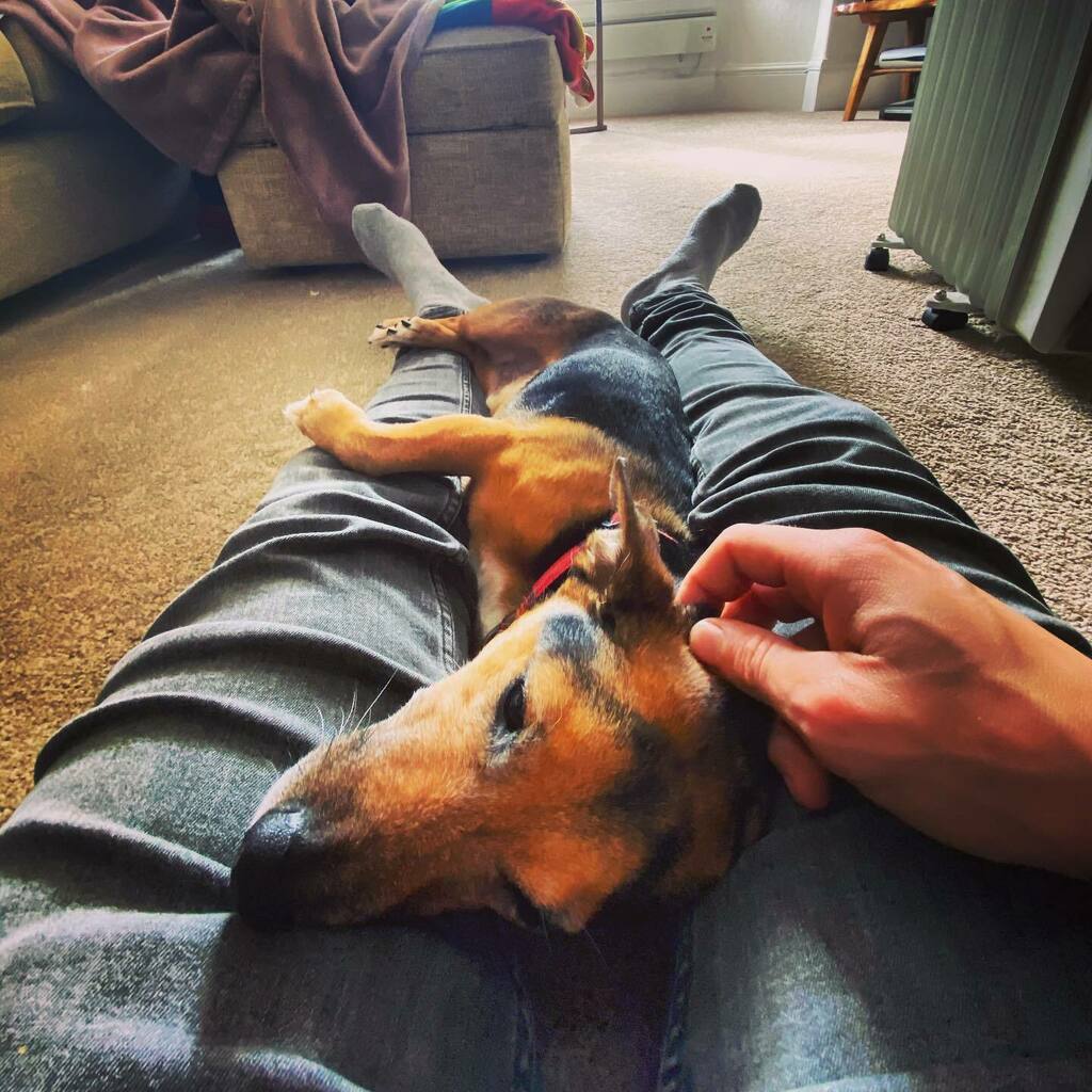 MattPengelly_'s tweet photo. “Dogs are not our whole life, they make our lives whole.”— Roger Caras
#jet #jackrussell #mansbestfriend #dogsofinstgram #chilltime #doglove #pooch #poochlife #puppylove https://t.co/cNNA5RViQm