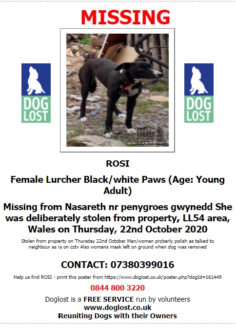 gelert01's tweet photo. #ROSI missing 22/10/2020 #Nasareth #Penygroes nr #Caernarfon #Gwynedd #NorthWales
Copied : Man/woman proberly polish as talked to neighbour as is on cctv Also womans mask left on ground when dog was removed
@miss_vertonghen @MissingPetsGB @NorthWalesWalks @martin_groeslon https://t.co/QQZg8O6BhW