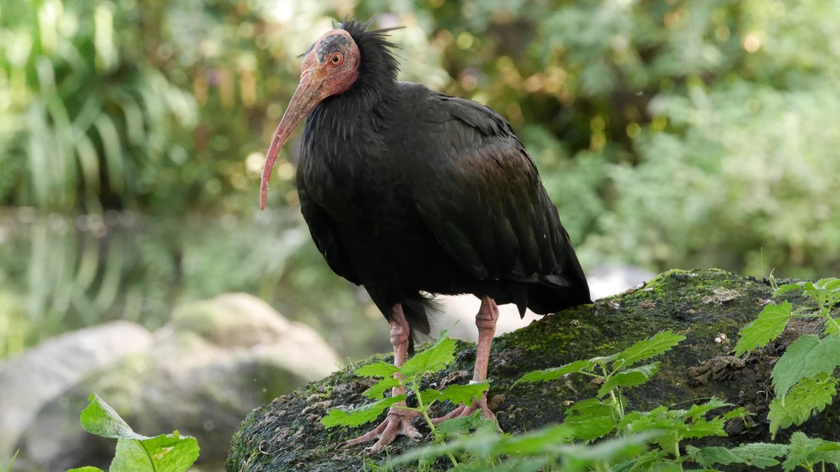 Zoo_Notes's tweet photo. Did someone say ugly bird Saturday? I think so @LothertonHall #ukzoos #zoos #uglybird https://t.co/U86xoC8amo
