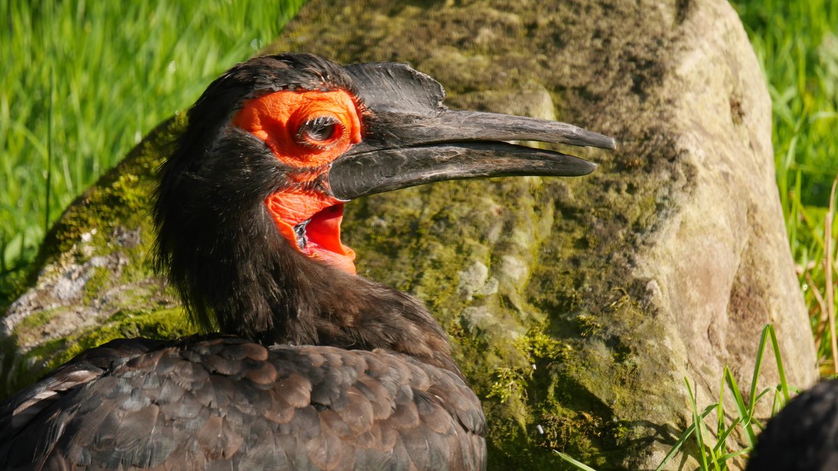 Zoo_Notes's tweet photo. Did someone say ugly bird Saturday? I think so @LothertonHall #ukzoos #zoos #uglybird https://t.co/U86xoC8amo