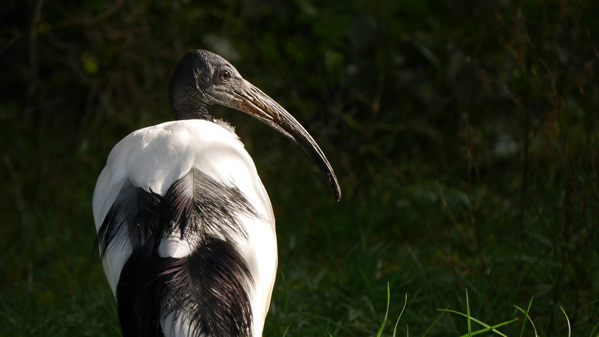 Zoo_Notes's tweet photo. Did someone say ugly bird Saturday? I think so @LothertonHall #ukzoos #zoos #uglybird https://t.co/U86xoC8amo