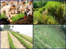 lovebambam3579's tweet image. กษัตริย์ไม่เคยปลูกข้าว มีแต่ชาวนาที่ปลูกข้าวให้กษัตริย์ เหรอ  "แกล้งดิน" เป็นแนวพระราชดำริ ร.9 แก้ปัญหาดินเปรี้ยว(ดินเป็นกรด)โดยขังน้ำไว้ในพื้นที่จนเกิดปฏิกิริยาเคมีทำให้ดินเปรี้ยวจัดแล้วระบายน้ำออกและปรับสภาพฟื้นฟูดินด้วยปูนขาว จนกระทั่งดินมีสภาพดี #พลังเงียบ #ในหลวงสู้สู้