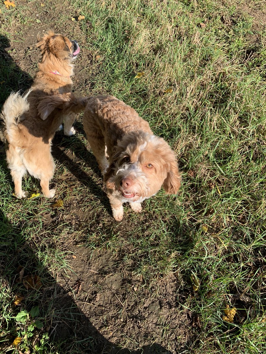 perkinspets's tweet photo. Not enjoyed the rain this week but the autumnal colours are absolutely stunning. 

So pretty on a sunny day and somehow manages to brighten up the dampest of days 🍂🍁☀️🌧 https://t.co/0GC61TmcwS