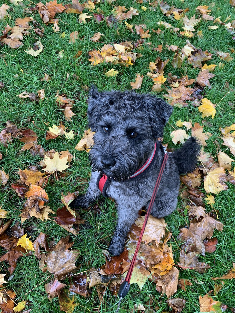 perkinspets's tweet photo. Not enjoyed the rain this week but the autumnal colours are absolutely stunning. 

So pretty on a sunny day and somehow manages to brighten up the dampest of days 🍂🍁☀️🌧 https://t.co/0GC61TmcwS