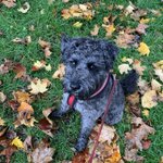 Photo by Perkins Pet Services (@perkinspets)
