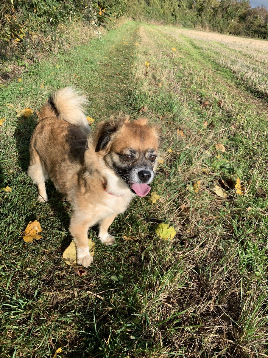 perkinspets's tweet photo. Not enjoyed the rain this week but the autumnal colours are absolutely stunning. 

So pretty on a sunny day and somehow manages to brighten up the dampest of days 🍂🍁☀️🌧 https://t.co/0GC61TmcwS