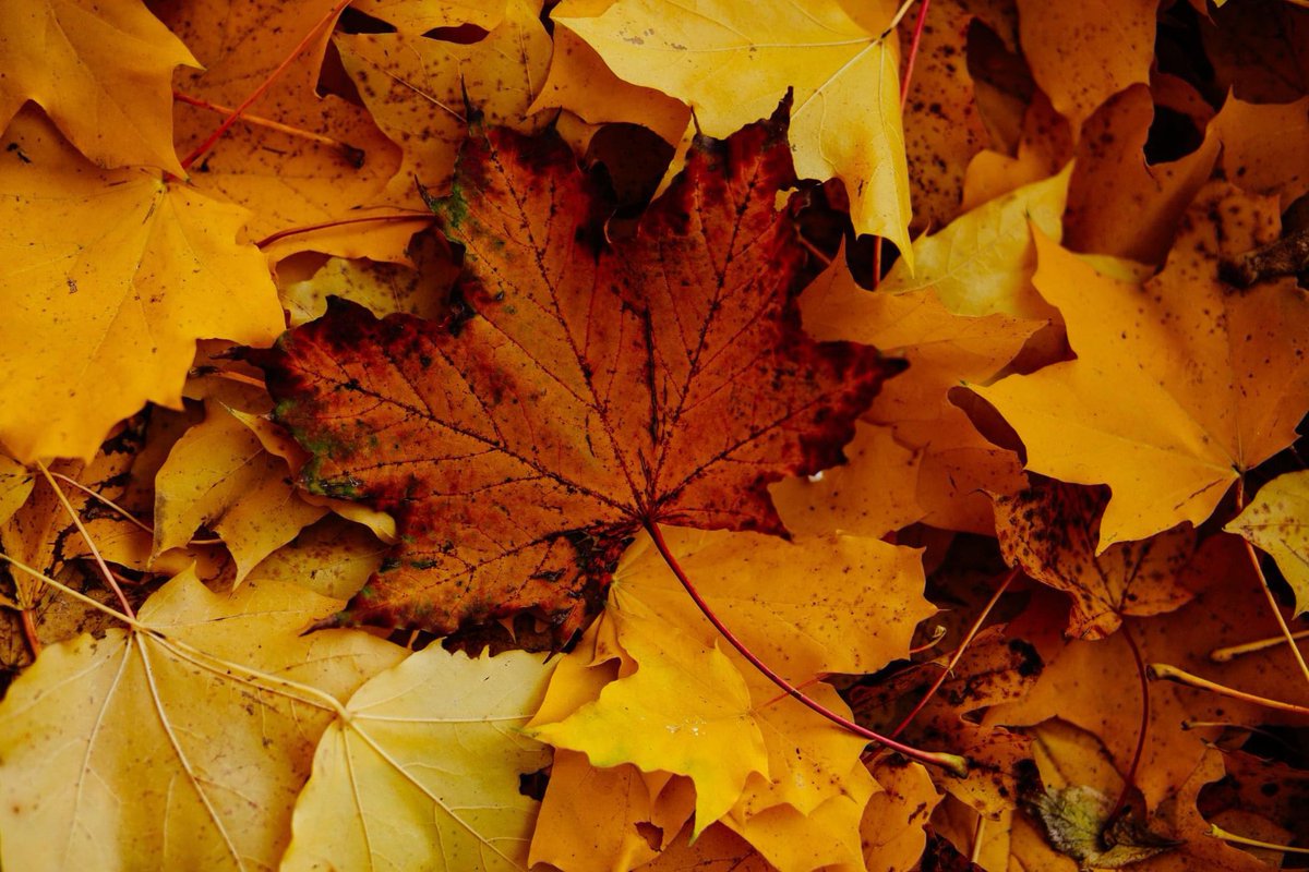 BadmintonRetre1's tweet photo. ‘Spring forward, fall back’ 🍂

A little reminder that the clocks go back this evening – enjoy the extra hour in bed. ⏰

#MyBadmintonRetreat #Autumn #ClocksFallBack https://t.co/zXhFZh1YN0