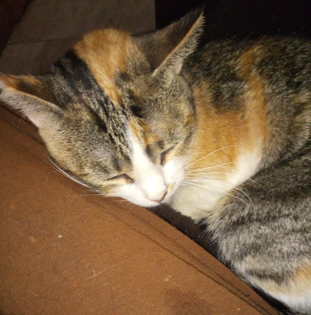 KIRA estuvo a punto de ser adoptada, pero ser + inmuno acabó con esa posibilidad, está en acogida pero por problemas de salud de su acogida no puede tenerla más. <a href="/juaningea/">Juan Gea</a> <a href="/carmenporter_/">Carmen Porter</a> <a href="/melisatuya/">melisatuya</a> <a href="/LeticiaDolera/">LeticiaDolera</a> @Antoniasanjua <a href="/AlexODogherty/">Alex O'Dogherty</a> <a href="/EmmaOzores/">Emma Ozores</a> <a href="/Diana_Navarro/">Diana Navarro</a>