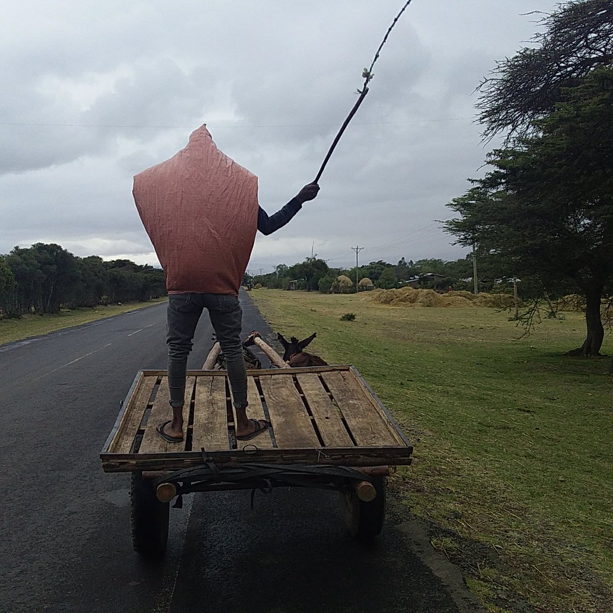 A man driving a donkey cart  in the outskirts of  #AwasaCity, SNNPR Ethopia. The man is wearing a sack to protect the drops of rain  that was raining at that time.