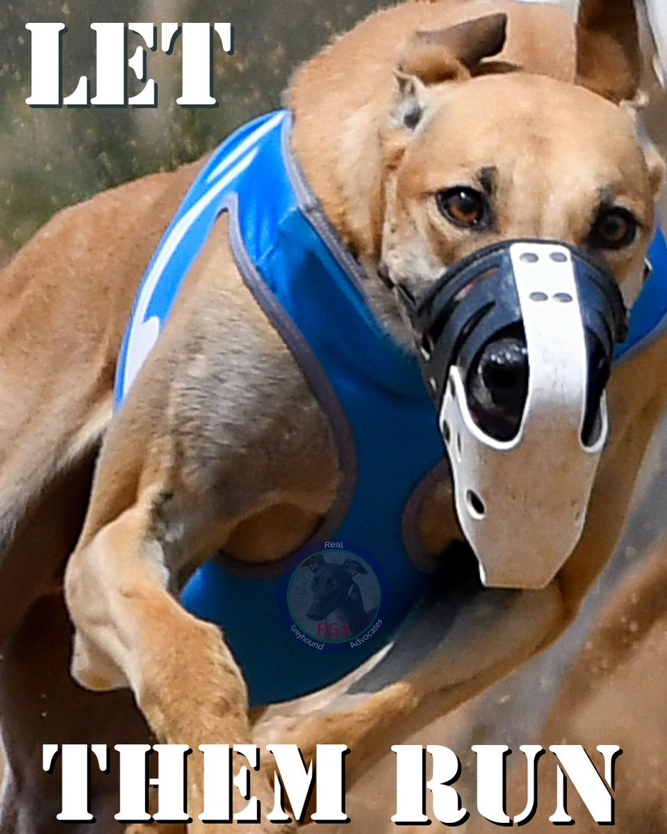 RealGreyhound's tweet image. Simply put:
#LetThemRun