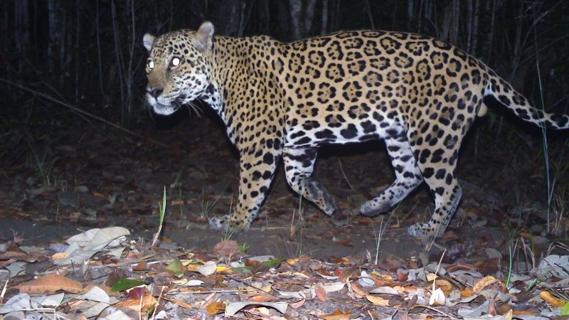 CherylMorrisW's tweet photo. #Environment πΏ #Nature #Species #Biodiversity #Americas #Ecology π #Conservation #Belize π§πΏ#SouthAmerica #CameraTrap πΈ #EndangeredSpecies #RainForests π #Animals #Wildlife #Jungle #BATSUB https://t.co/g78JLJ31jt