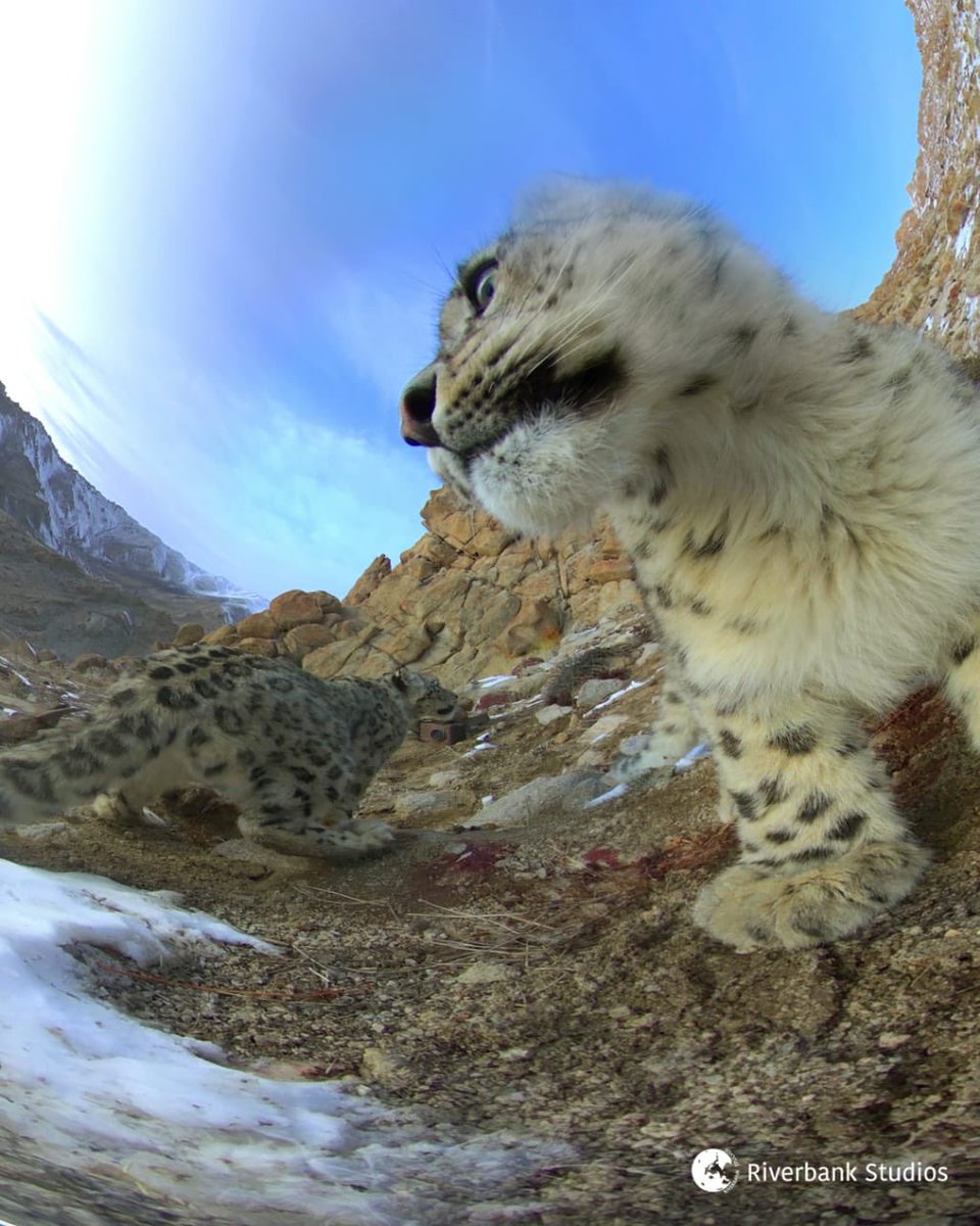 This close to be precise. With additional beauty of Himalaya. Check out.