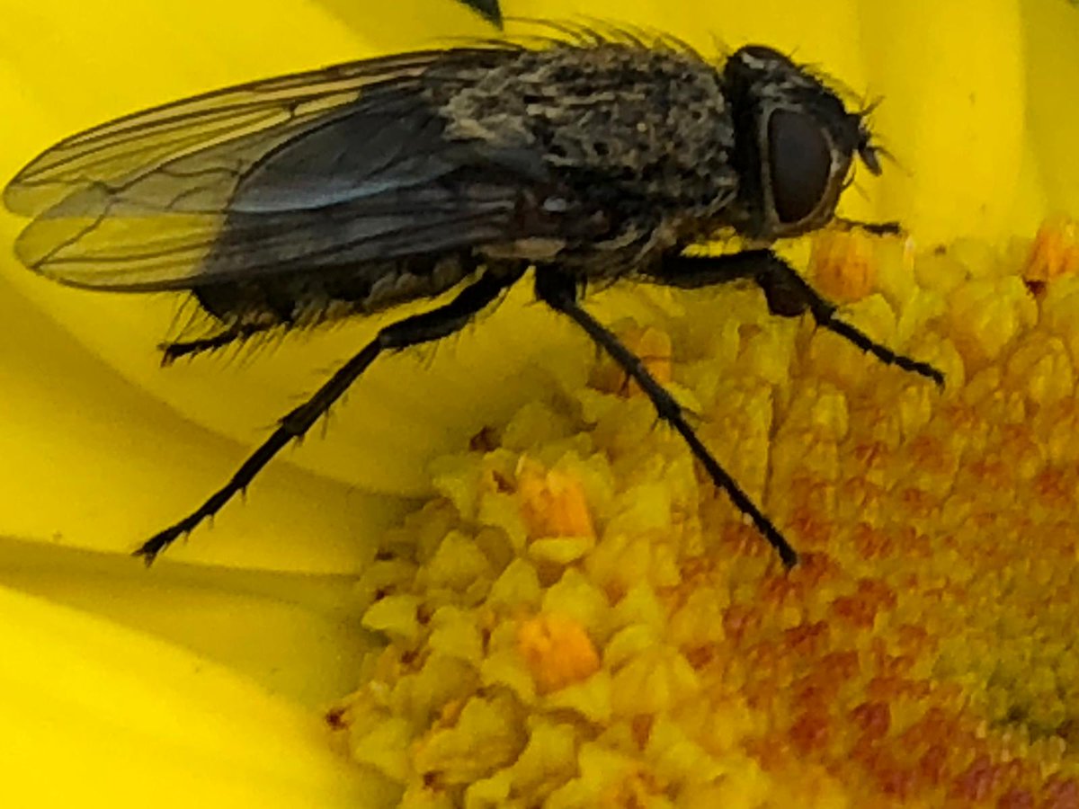 Vandaag zijn de vrijwilligers van de lokale natuurvereniging weer op pad geweest voor de monitoring in enkele beheerde akkerranden
Veel gezien op de patrijzenranden en wintervoedselakkers.
Opvallend veel insecten ook #biodiversity
<a href="/PolderNatuurZ/">PolderNatuurZeeland</a> <a href="/BoerenNatuurNL/">BoerenNatuur</a>  <a href="/insectenopdebo1/">insectenopdeboerderij</a>