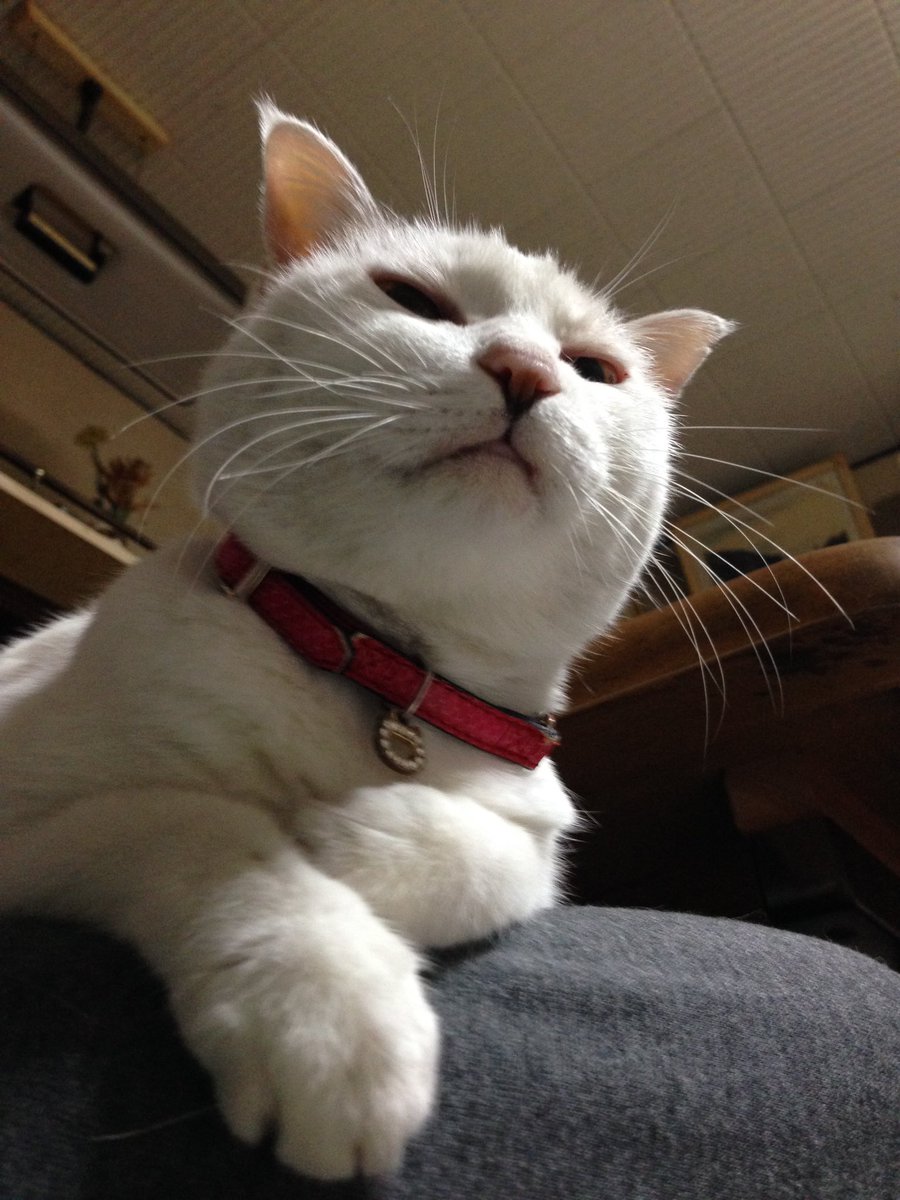 unaffxi's tweet photo. にゃんこ達(うなとぼたもちは虹の橋の向こうにいます)
うな
ぼたもち
おはぎ
大福 https://t.co/shjMZBJYry