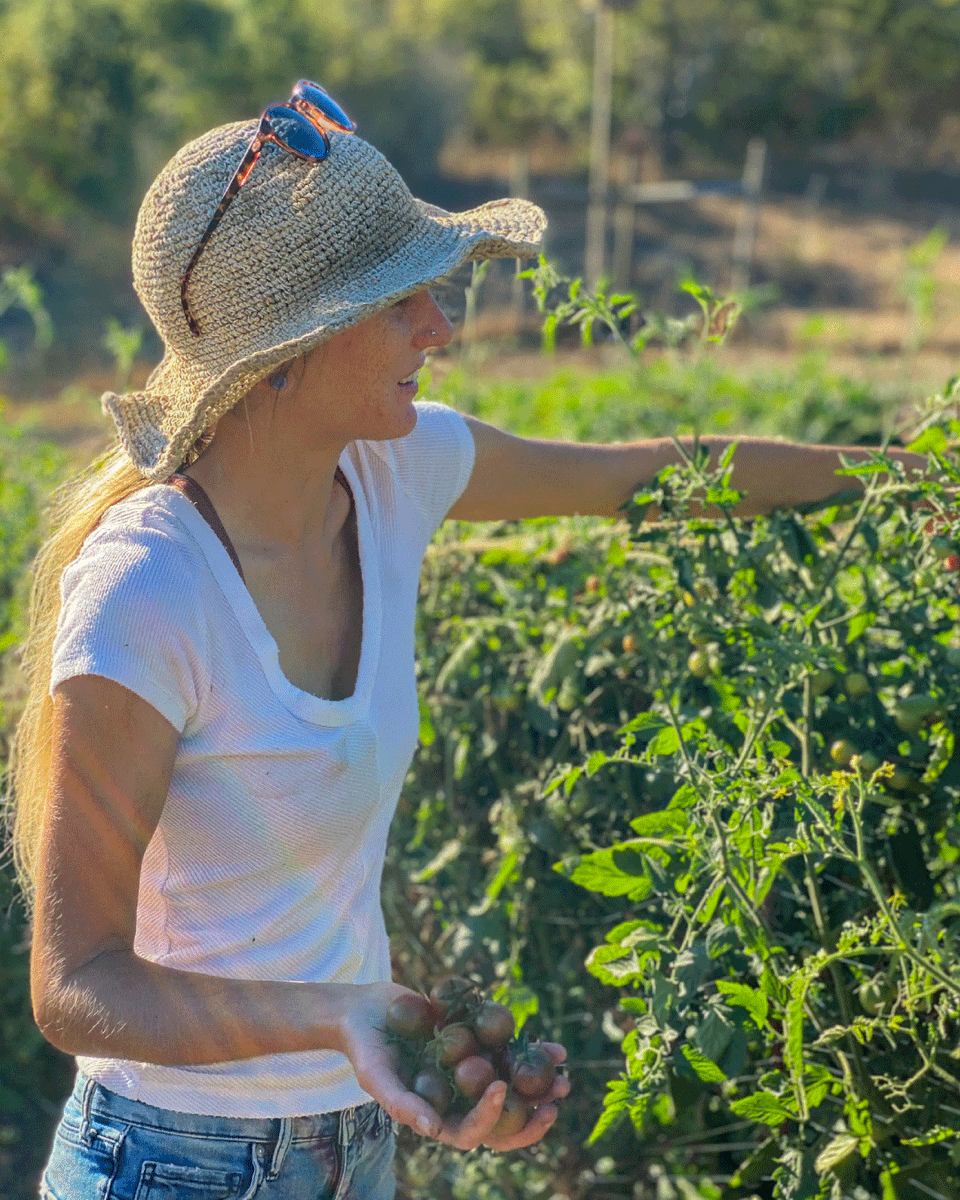 One major advantage to living in #California are the extra months we can garden. In #NapaValley, we can get fresh #garden #tomatoes until November. To have fresh, garden tomatoes in our Italian dishes, just enhances every single dish.  #grateful #californiasun #gardentotable