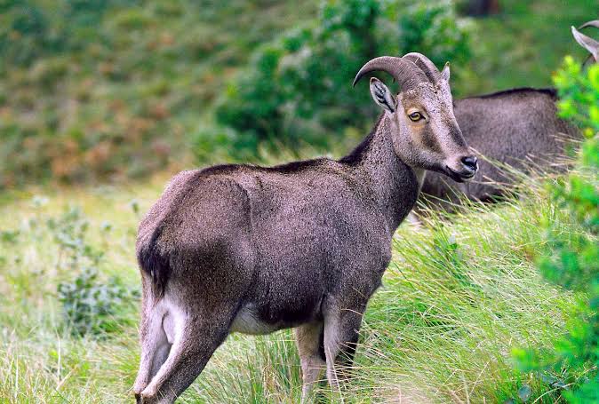 #NilgiriTahr 😍27% increase in the population of the tahr in the Nilgiris over the last three years..🇮🇳🙏
State animal of #TamilNadu.
Endemic to the Nilgiri Hills and the southern portion of the Western GHATS.
listed as “Endangered” by IUCN. https://t.co/YdIEIoDPMu