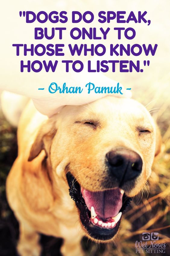 ShadowDogDesign's tweet photo. #Dogs do speak but only to those who know how to listen - Orhan Pamuk

#Dog #BestFriend #DogsAreLove #DogsDoSpeak #Listen https://t.co/fdVHrfirfo
