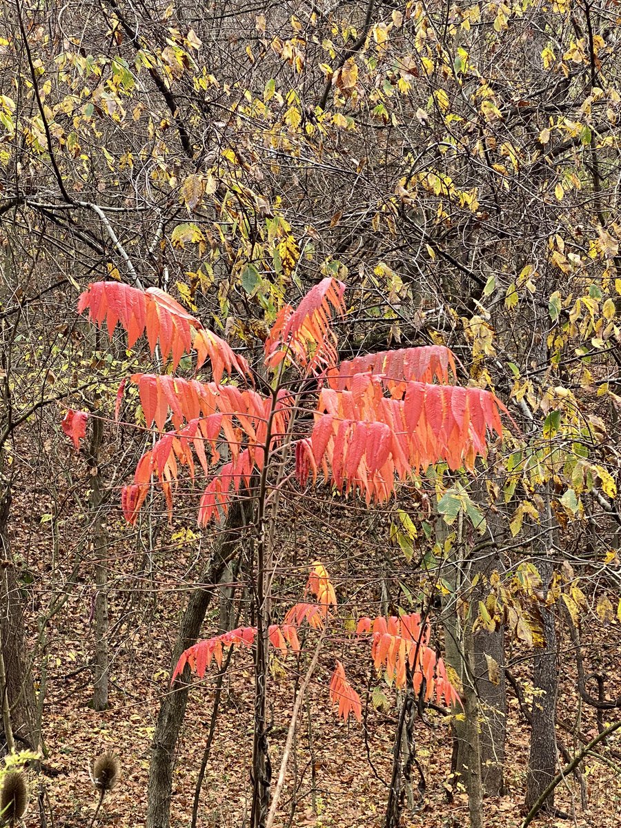 A bright spot in #ForwardTownship on this gloomy day.