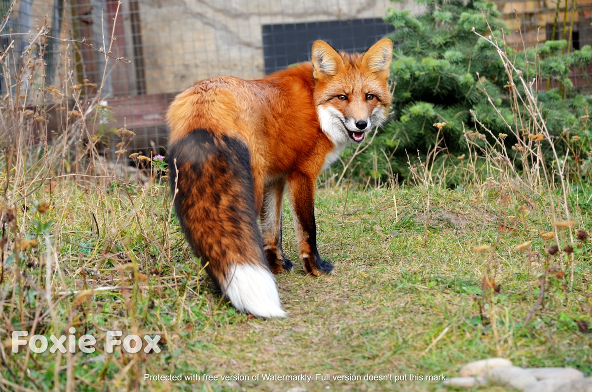 FunnyFoxyPride's tweet photo. Прошу прощения за качество, я давно не брала в руки фотокамеру. Это лиса Фокси.

I want to apologize in advance for the quality of the photo but I haven't picked up my camera for a long time. This is Foxie Fox. 

#FoxieFox #FunnyFoxyPride #Ilovefoxes https://t.co/S8tFYhFJlS