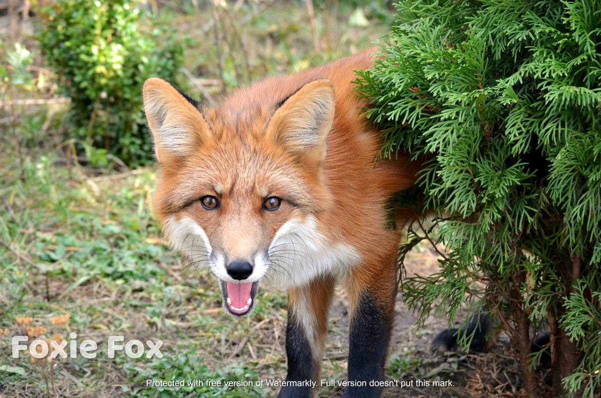 FunnyFoxyPride's tweet photo. Прошу прощения за качество, я давно не брала в руки фотокамеру. Это лиса Фокси.

I want to apologize in advance for the quality of the photo but I haven't picked up my camera for a long time. This is Foxie Fox. 

#FoxieFox #FunnyFoxyPride #Ilovefoxes https://t.co/S8tFYhFJlS
