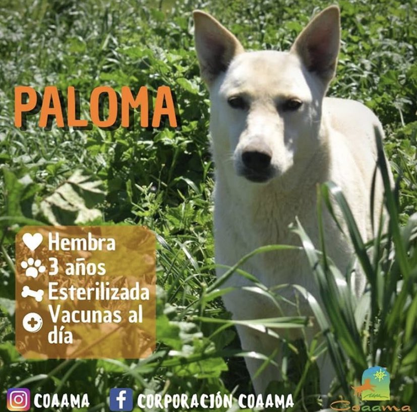 coaama_corp's tweet photo. 𝑨𝒎𝒊𝒈𝒙𝒔 𝒅𝒆 𝐂𝐎𝐀𝐀𝐌𝐀
Recuerden que @chancepeludito sigue con sus servicios de #uberpets y con despacho a domicilio de alimento para perritos y gatitos🐶🐱
💜También pueden aprovechar el despacho a domicilio para comprar coaamascarillas a $2.000🤭🙌🐕 https://t.co/tEUOqjQcBz