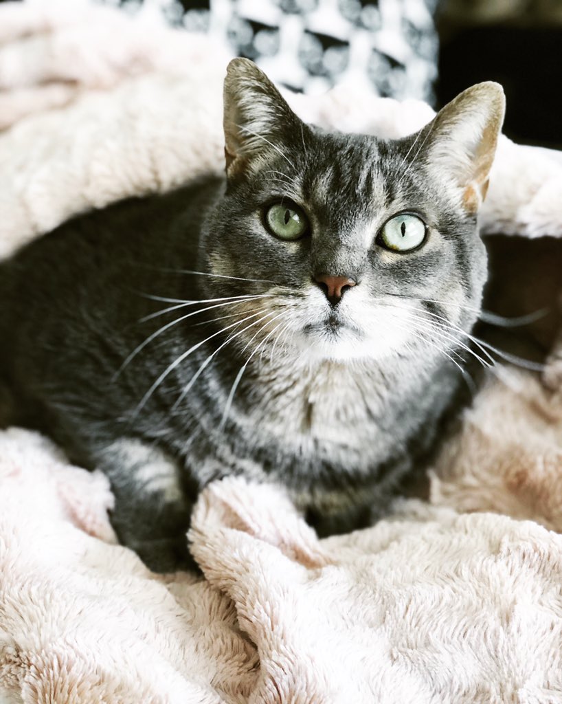 tinybroccoli's tweet image. 💗💗💗