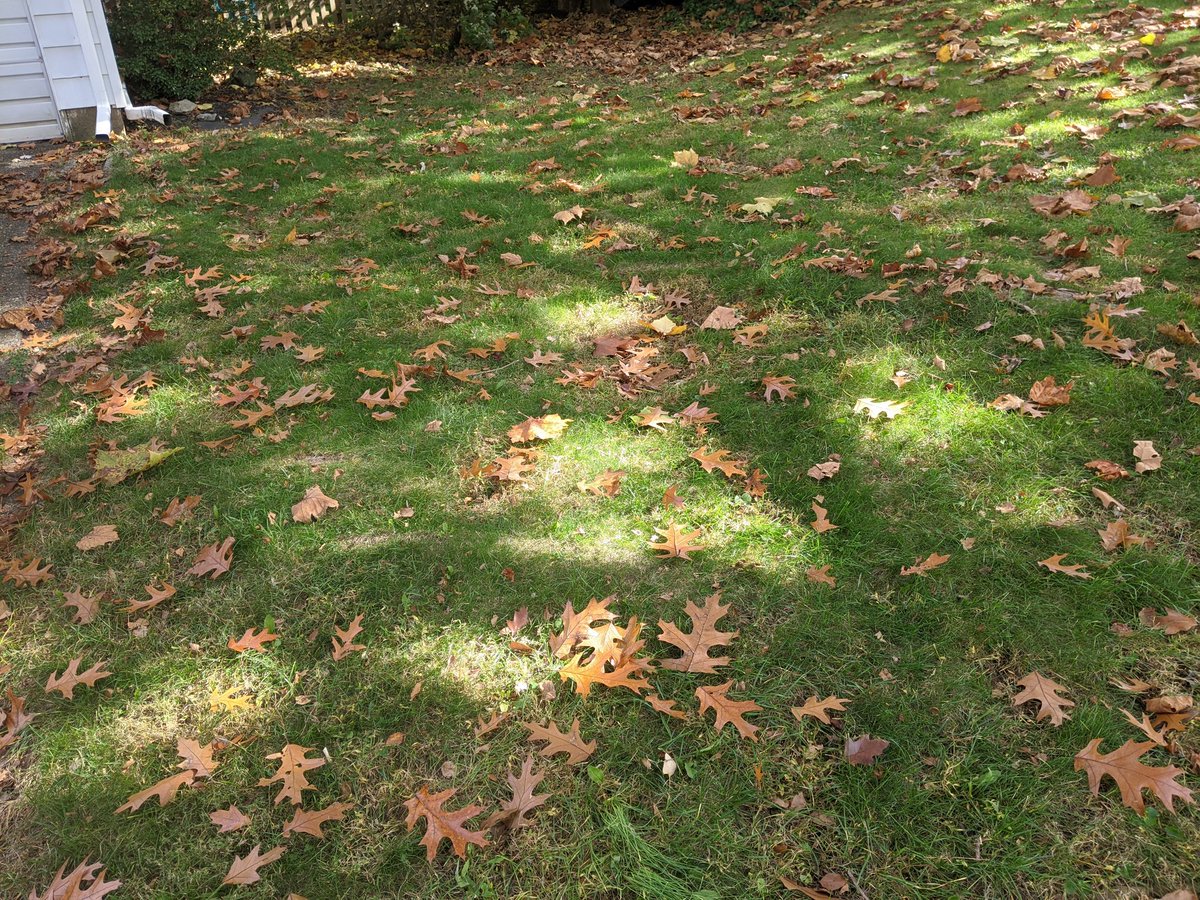 MrsMcEnoff's tweet image. We raked this two hours ago #fallproblems