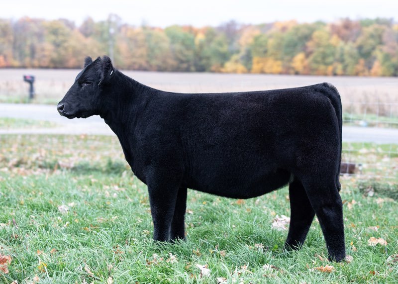 Phillips Cattle Co tweet media