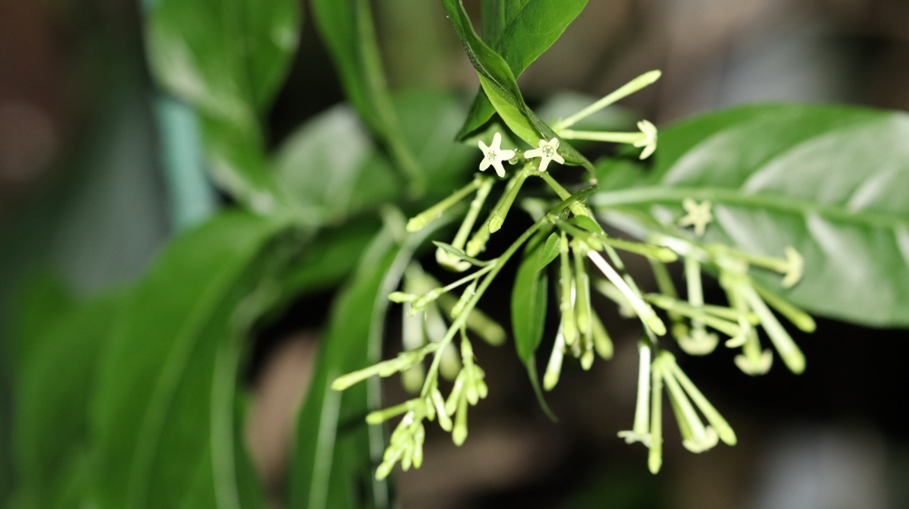 やっこ ᗜ 植物写真を撮りたい21 夜 玄関を出ると 香っているこの子達 ヤコウボク は また咲き始めたんだよね 夜に咲くお花は白が多いんだよぉ 夜でも目立つからなんだって 香りと色で昆虫たちに おいでって言ってるんだね やっこ ᗜ 植物写真を撮りたい21 夜 玄関を出ると 香っているこの子達 ヤコウボク は また咲き始めたんだよね 夜に咲くお花は白が多いんだよぉ 夜でも目立つからなんだって 香りと色で昆虫たちに おいでって言ってるんだね