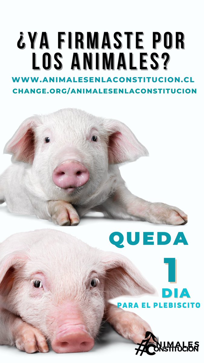 DyDAnimal's tweet photo. ¡Queda 1️⃣ día para el plebiscito! 😱¿Ya firmaste por los Animales? Puedes hacerlo ahora 👉 https://t.co/LPr6tFP7Ut
¡Abre esta imagen para ver a este bello animal! 😍
#AnimalesEnLaConstitucion
#Plebiscito2020
#DerechoAnimal
#CPRChile https://t.co/nEsIbac46j