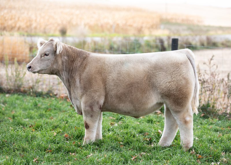 Phillips Cattle Co tweet media