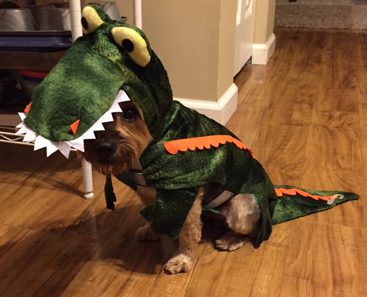 ChristinaZocco1's tweet photo. 2015, when we thought the alligator would be a cute idea (it wasn’t)  #yorkie #yorkiesoftwitter #DogsofTwittter #dogs #puppyface #yorkies #yorkshireterrier #PetsOfTwitter #newjersey  #Fall2020 #njdogs #jerseycitydogs #potw #howwehalloween #cutestcreature @PetSmart https://t.co/4JiHXfuOzc