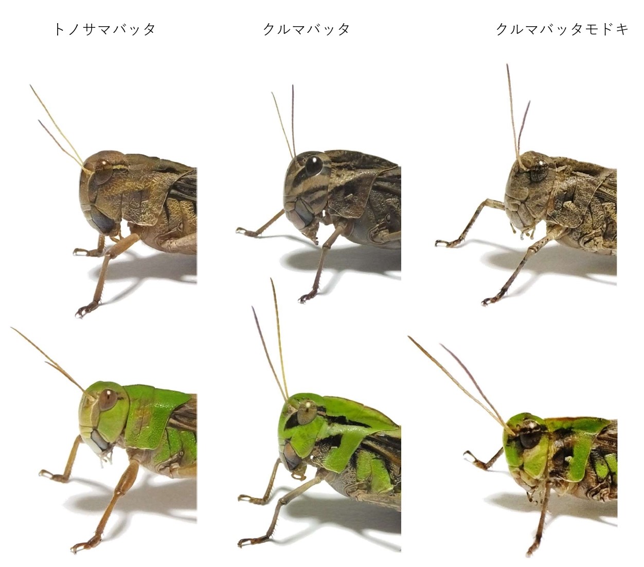 ヒデ バッタラボ トノサマバッタ クルマバッタ クルマバッタモドキの頭部を並べてみました 見分けの参考になれば幸いです 一枚目は成虫の褐色と緑色 二枚目は終齢幼虫の比較です T Co Ru5ui0eywr Twitter