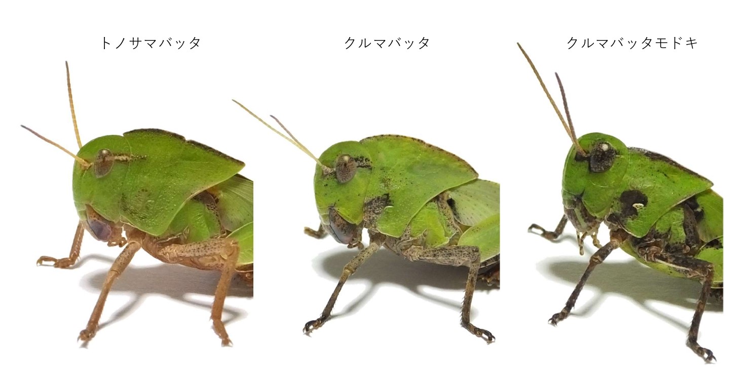ヒデ バッタラボ トノサマバッタ クルマバッタ クルマバッタモドキの頭部を並べてみました 見分けの参考になれば幸いです 一枚目は成虫の褐色と緑色 二枚目は終齢幼虫の比較です T Co Ru5ui0eywr Twitter