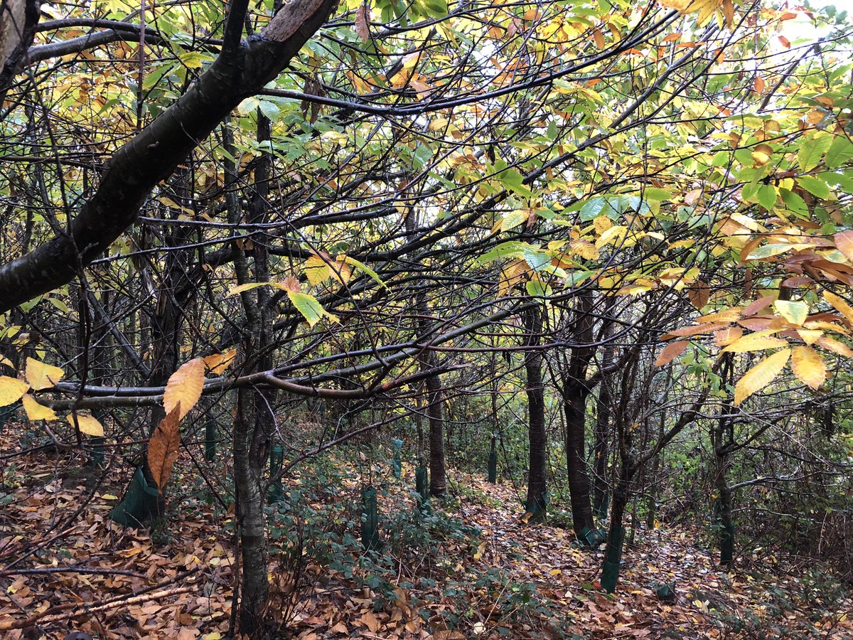 GeographyWms's tweet photo. Boring old man story alert...in 2005 this was still an open farmers field. 15 years later and I collect chestnuts 🌰 whilst I walk the 🐶 The power of nature and trees is awesome
💚 🌳 🌳 🌳 🌳 🌳 🌳 🌳 💚
#trees #poweroftrees #vitamintree #nature #woodland #BeyondSchool https://t.co/D9jwY7DnR9