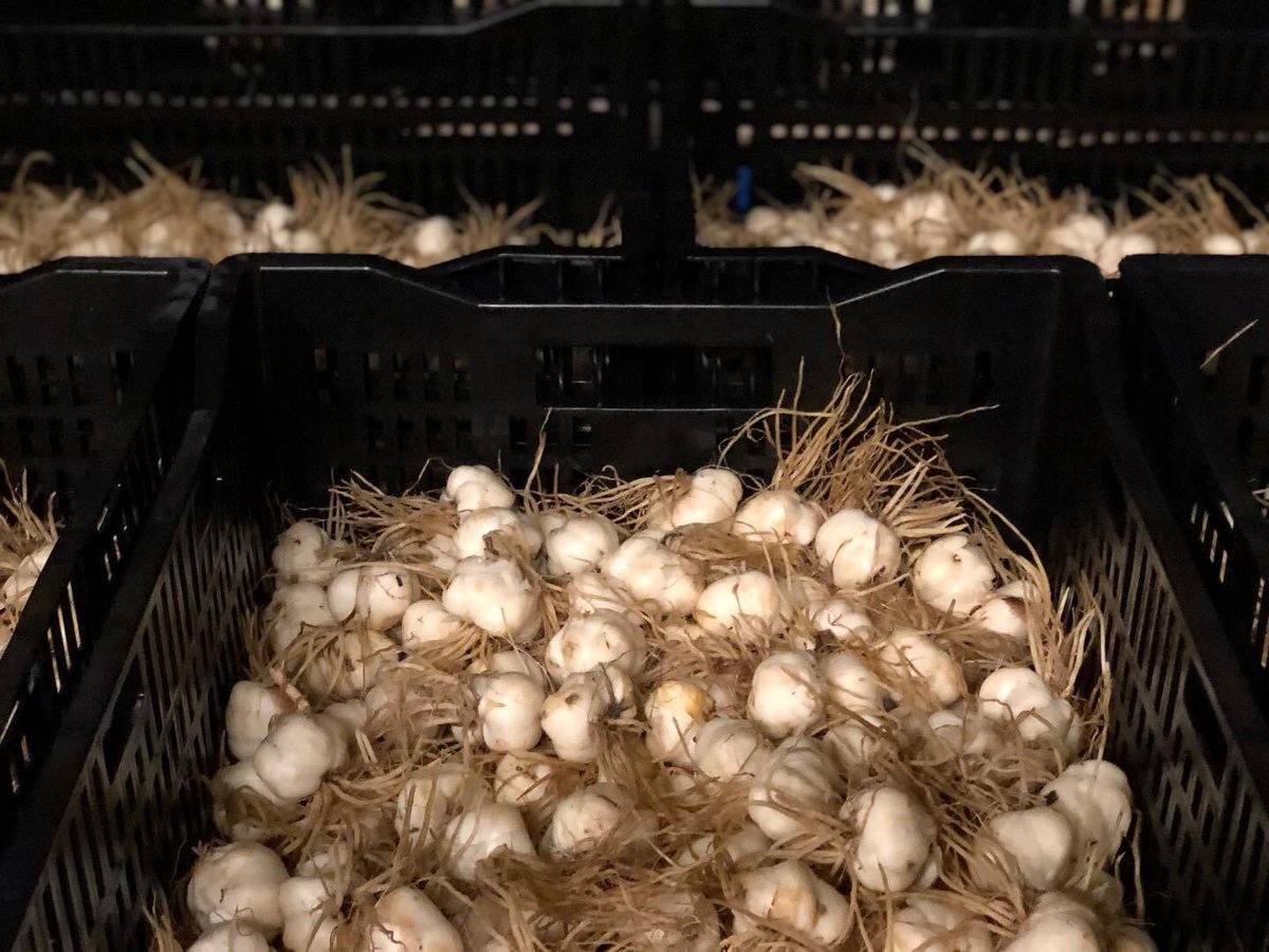 vws_flowerbulbs's tweet photo. Lilium crop 2020,
The first LA bulbs came to our company this week. Flemington 12/14, Merlet 16/18 and Ducati 12/14 are the first varieties. Many will follow in the coming weeks. We are ready for a new season, are you?
#freshcrop #flowerbulbs #Newcrop #LAlilies #newseason https://t.co/ZuEoH0evRd
