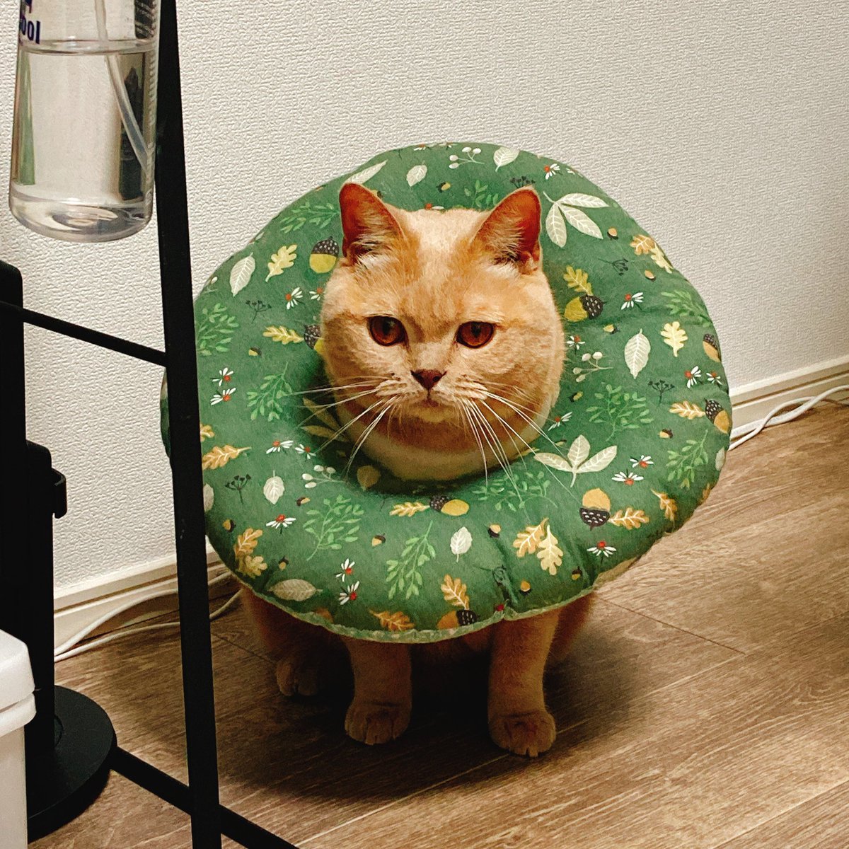 私に噛み付いて怒られた猫 Tansoのイラスト 私に噛み付いて怒られた猫 Tansoのイラスト
