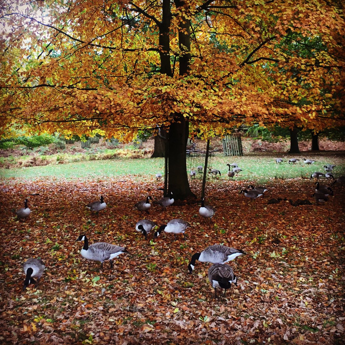 calandra219's tweet photo. #Autumn goosing in #Manchester https://t.co/ut4uTSmX2G
