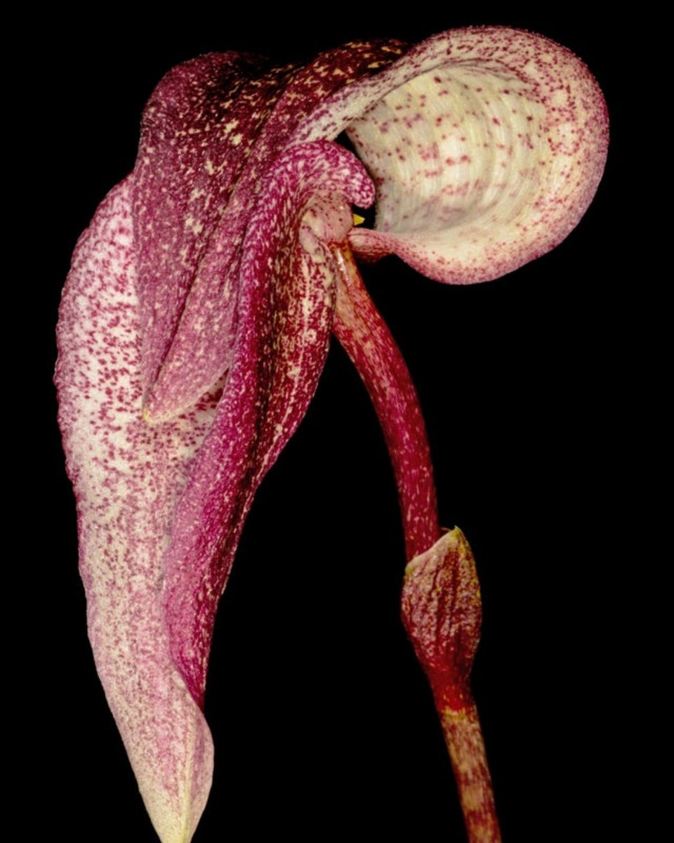 sforchidsociety's tweet photo. Strange and delightful Bulbophyllum cominsii 2" from Brookside Orchids 
.
.
.
.
.
.
.
#orchids #sforchidsociety #bulbophyllum #uniqueorchids #brooksideorchids #orchidlovers #greenthumb #gardens #houseplants #gardeners https://t.co/zRGqzkaBdj
