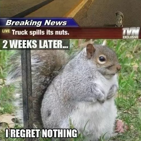 Lets make sure our wildlife is fed, safe and happy this winter, folks!
My wild squirrel reminded me that Christmas nuts in shell are already in shops :)

#HelpWildlife
#winter
#SaveGreySquirrelUK
#BritishGreySquirrel