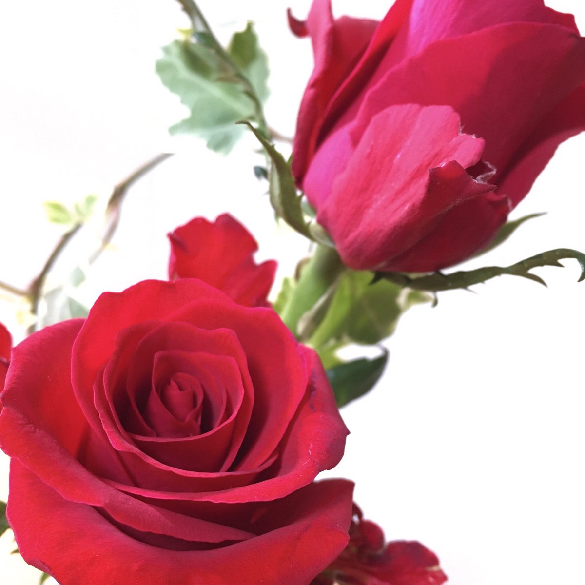 リエアサイ この バラ もスーパーの花コーナーの子 このクオリティでなんでこの値段つけた っていうくらいお値打ちですた 品種は サムライ かな アイビー と一緒に バラって身近だけど こんなベルベットみたいな触り心地の花びらって他になかなか リエアサイ この バラ もスーパーの花コーナーの子 このクオリティでなんでこの値段つけた っていうくらいお値打ちですた 品種は サムライ かな アイビー と一緒に バラって身近だけど こんなベルベットみたいな触り心地の花びらって他になかなか