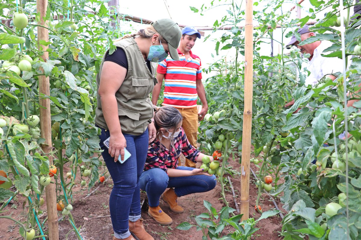 Patty_Corvalan's tweet photo. 💪🇵🇾🍅 Con la Gerente de la DEAG, la Dra. Margarita Medina, felicitamos a los guapos productores, Vidal y Juan Guerrero, por su gran producción de tomates, que son comercializados en su propia finca. La Muni de #Quyquyhó, como el @magparaguay los seguiremos apoyando #Paraguarí https://t.co/TX4tx45SHv