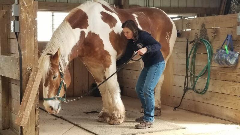 MastersonMethod's tweet photo. Spots are available for this Weekend Seminar coming up in Horace, ND: December 5-6, 2020 in a heated facility!
Sign up on the website today!
https://t.co/G6qGeuQC0i
#MastersonMethod #WeekendSeminar #BeyondHorseMassage #EquestrianLifestyle #BodyworkForYourHorse #EquineBodywork https://t.co/iBlNf2Cad8