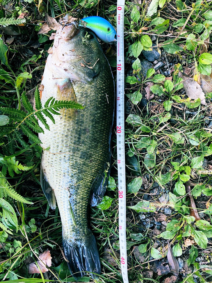 pal_jackfish's tweet photo. 初場所で初クランクフィッシュで自己新記録の44cm(写真の撮り方下手で43に見えますが💦)をキャッチ!
イヴォーク2.0様ありがとうございます😭
#ブラックバス
#deps
#EVOKE2.0 https://t.co/agbcpdytm7