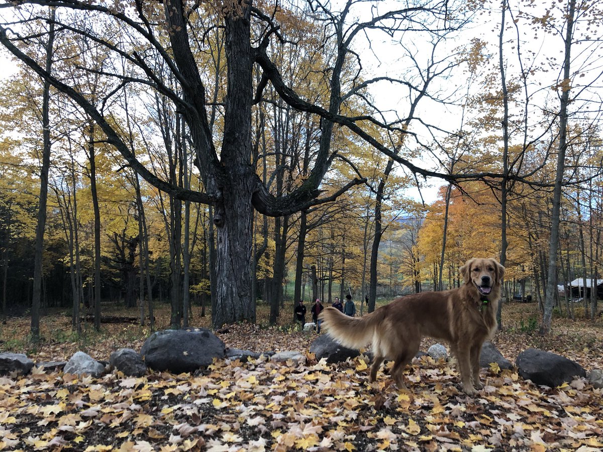 AmeliaCampbell's tweet photo. Unlimited sticks. #thebest 🍁🥰 https://t.co/HMX8HVhXUh