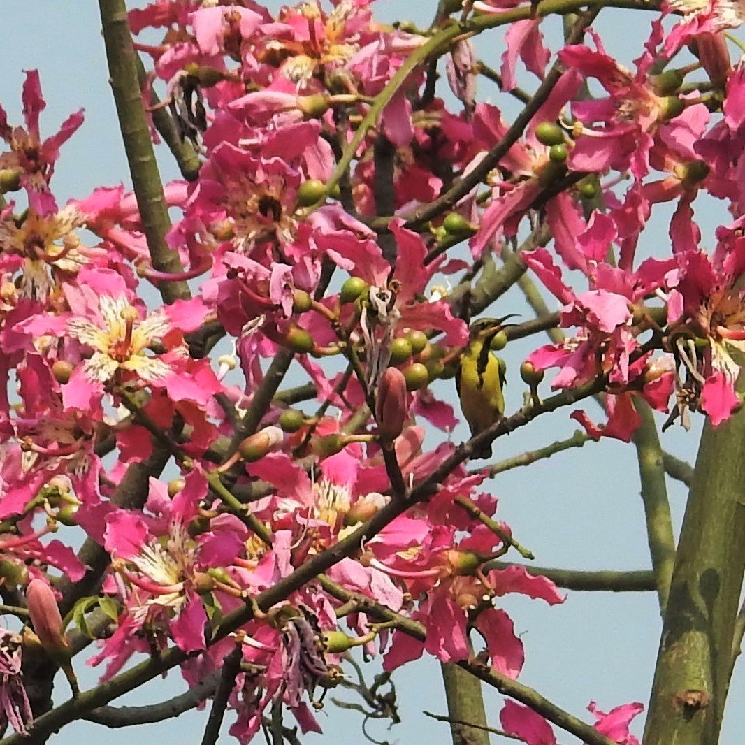 I can't think of anything more festive than these changed colours. The green-trunked silk floss tree is now donning bright fuchsia blossoms, and the Purple Sunbird is no longer purple, but in Eclipse form.
Have a great year end and festive season! @IndiAves @Avibase https://t.co/jzsOSTTnhg