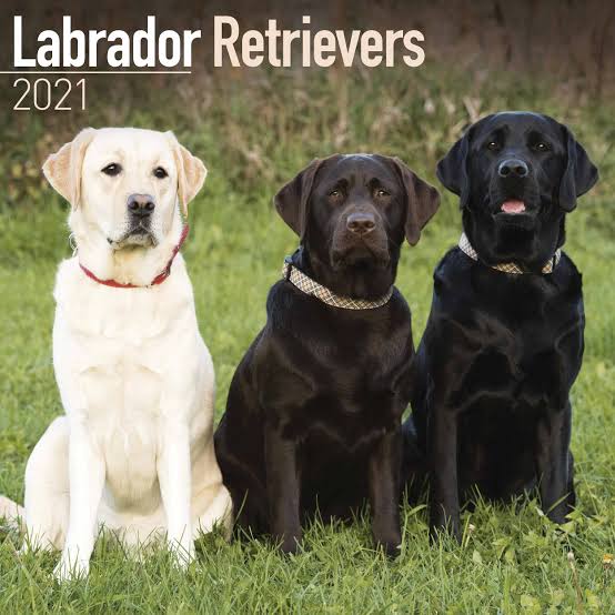 Labrador tweet media